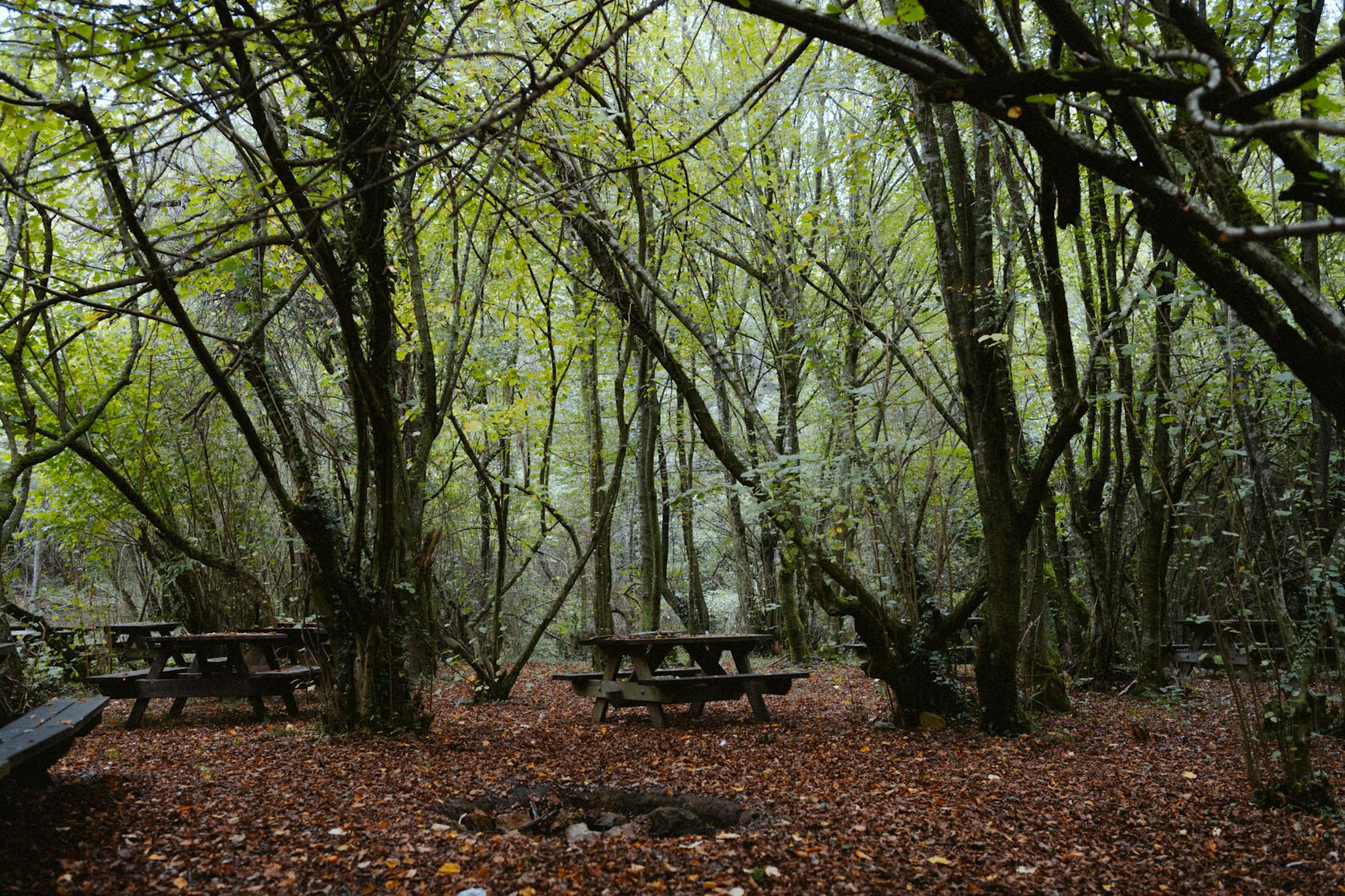 Balade à Polonezköy entre forêt dense et patrimoine polonais d'Istanbul