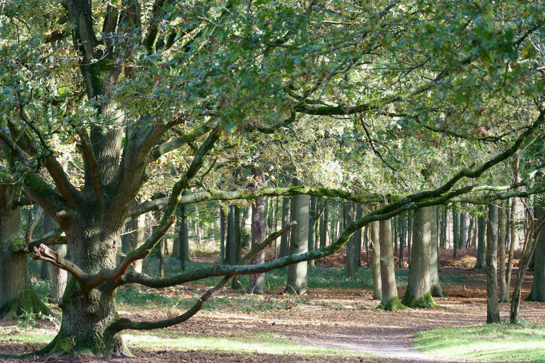 Vieux chêne aux branches étendues dans la forêt de Belgrad à Istanbul.