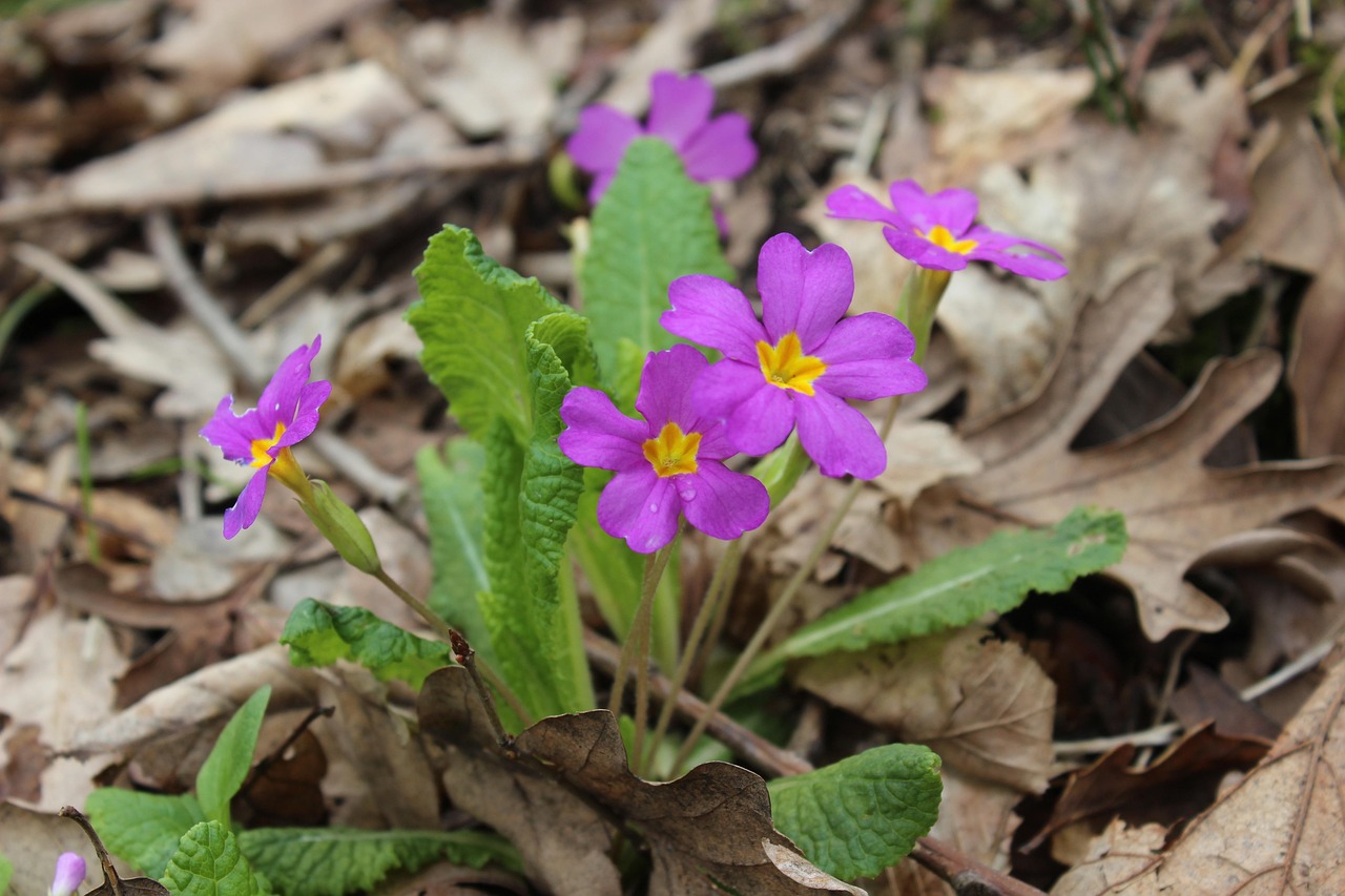 Fleurs de primevères violettes fleurissant parmi les feuilles mortes sur le sol forestier.