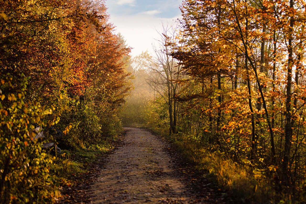 Un banc en bois invite à la détente le long d'un parcours de randonnée boisé.