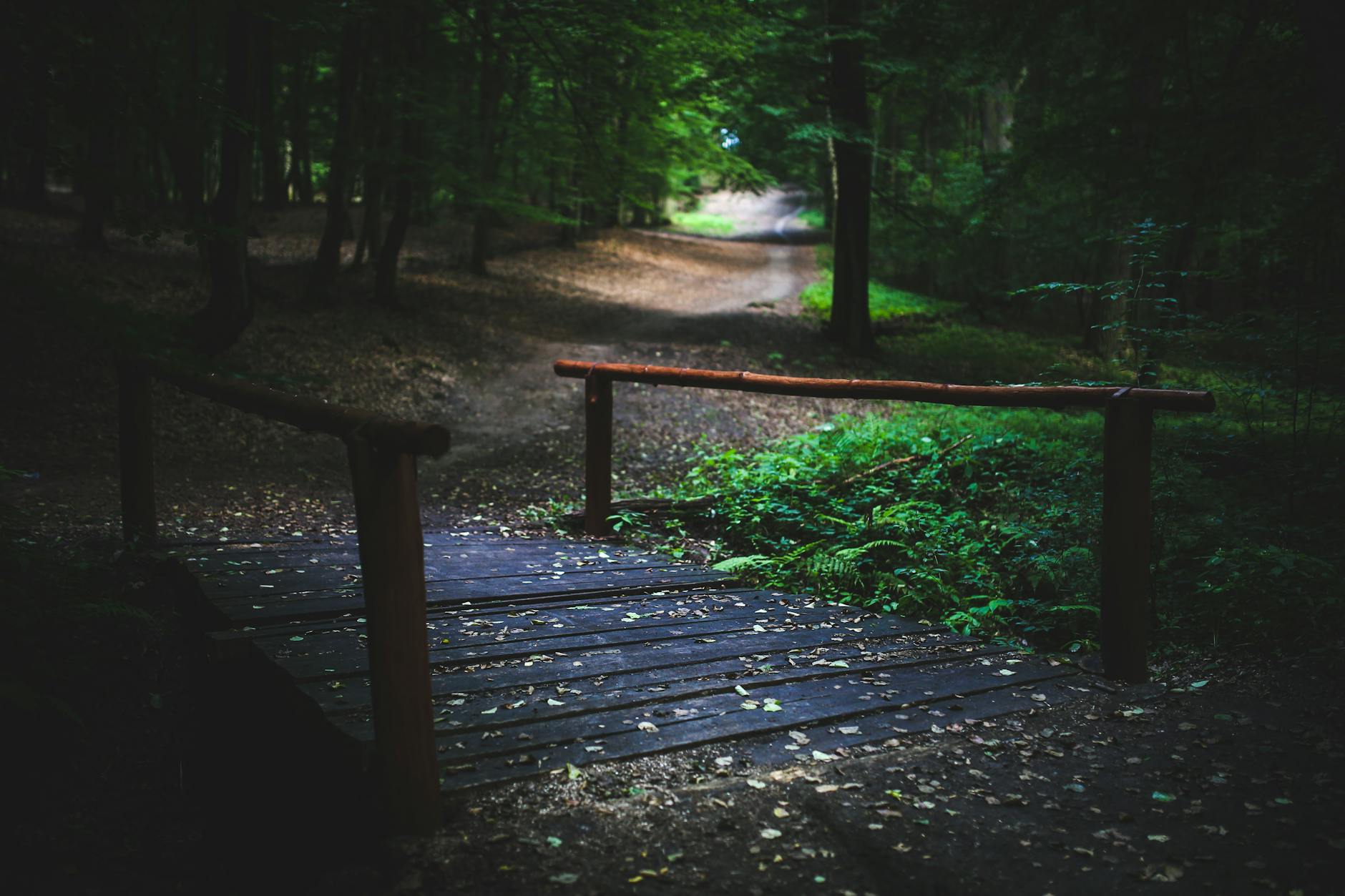 Petit pont en bois traversant un sentier ombragé dans la forêt d'Istanbul.