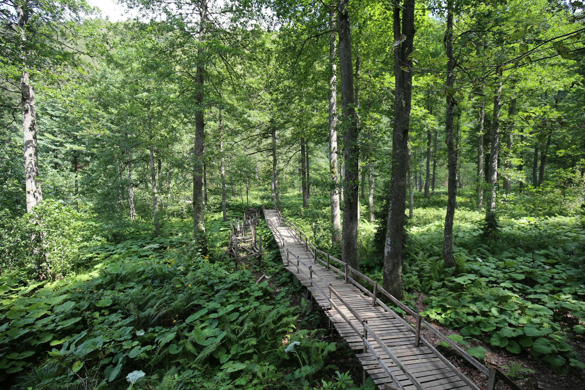 Une longue passerelle en bois traverse la végétation luxuriante de la forêt d'Atatürk.