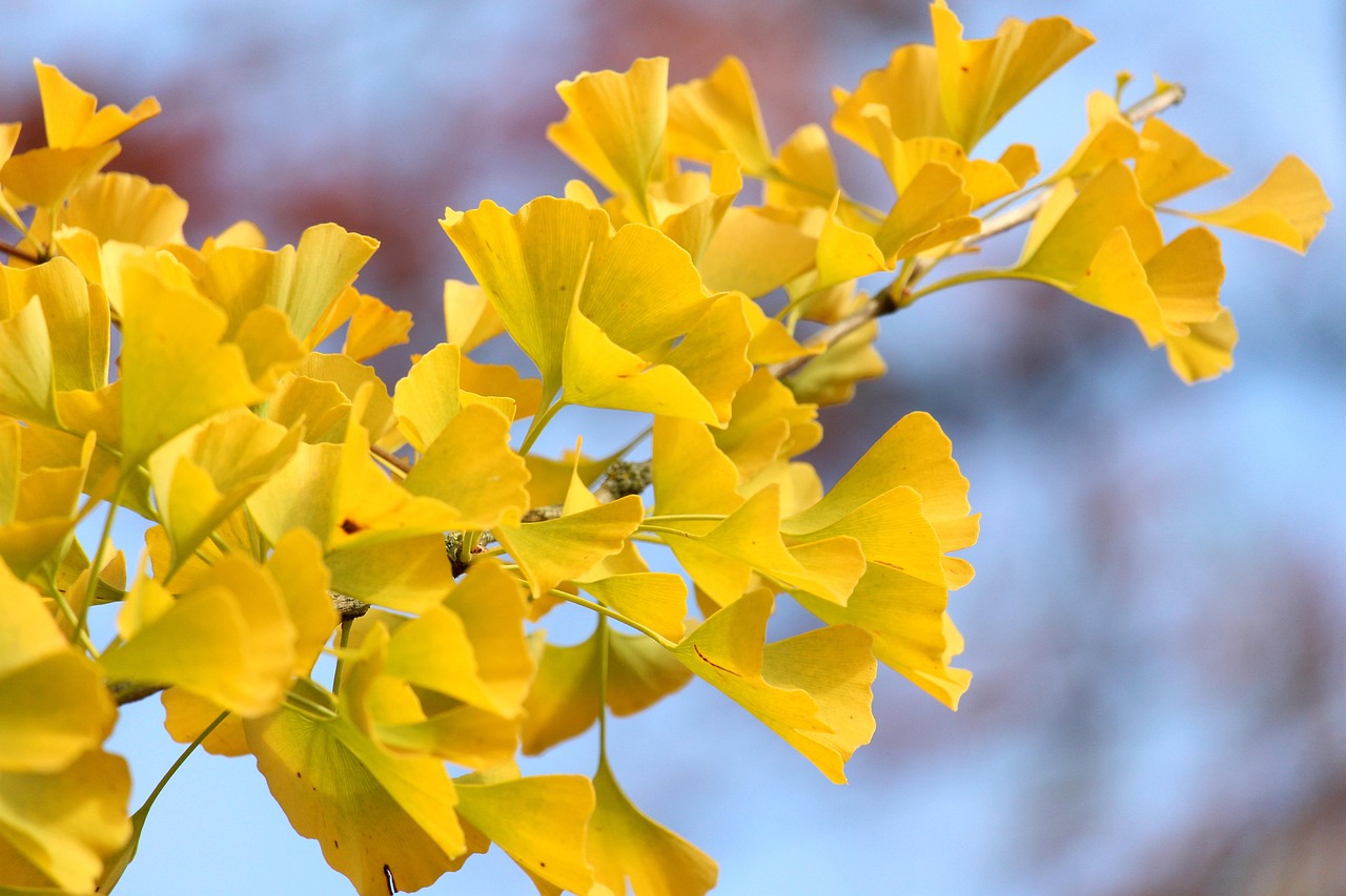 Feuilles dorées de ginkgo biloba capturant la lumière d'automne à l'arboretum.